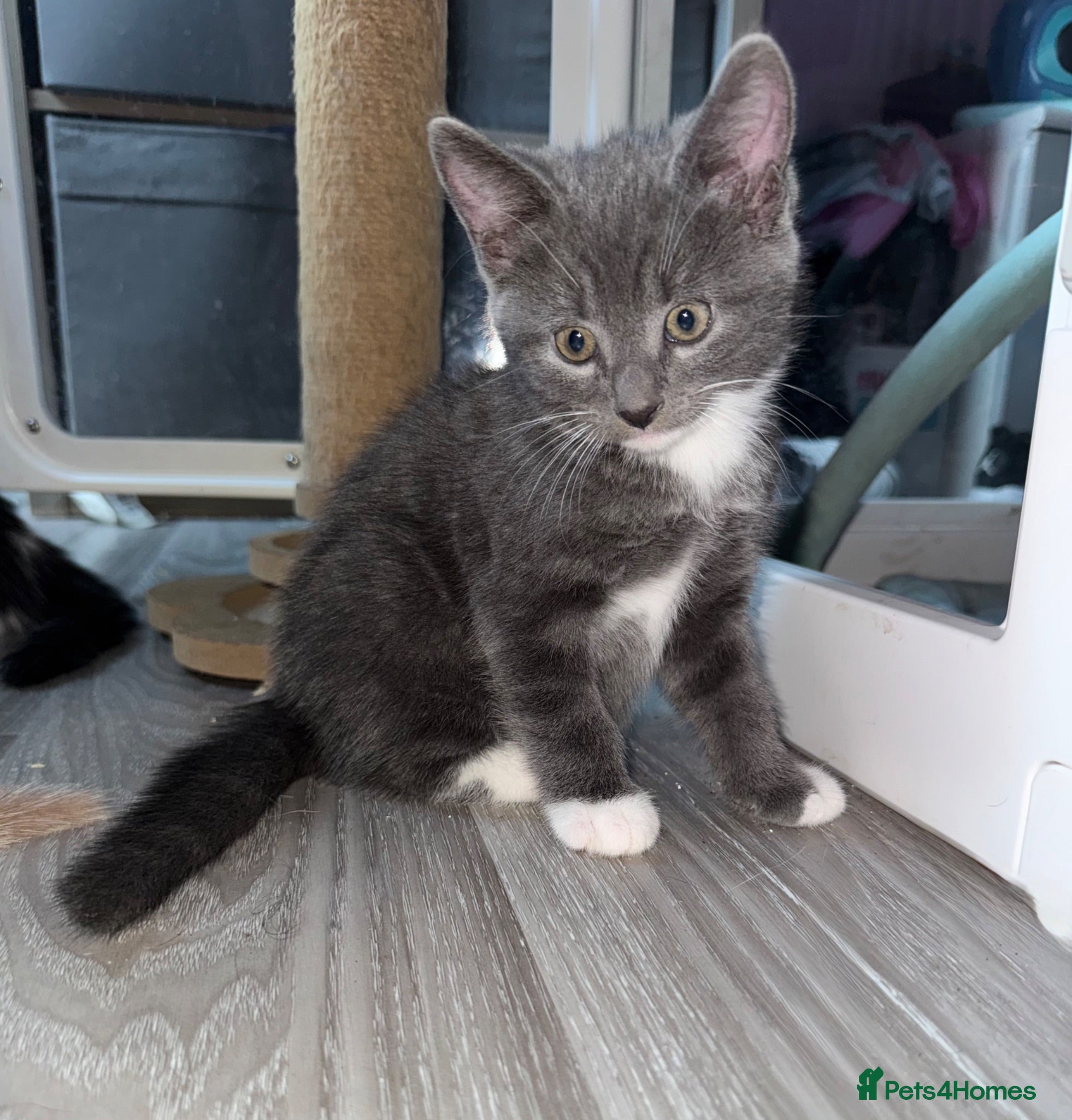 Mixed Breed cats Beautiful grey / black and white  - Advert 2