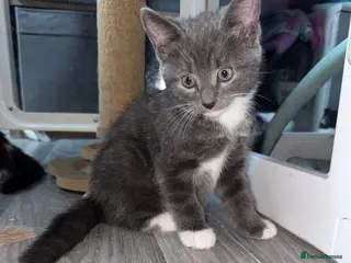 Mixed Breed cats Beautiful grey / black and white - Advert 2