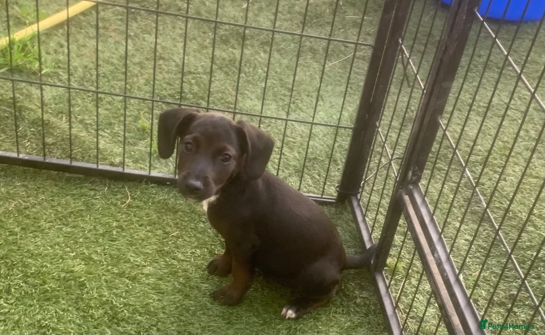 Mixed Breed dogs for sale: Patterpoo ( paterdale xtoy poodle ) puppies - Advert 2