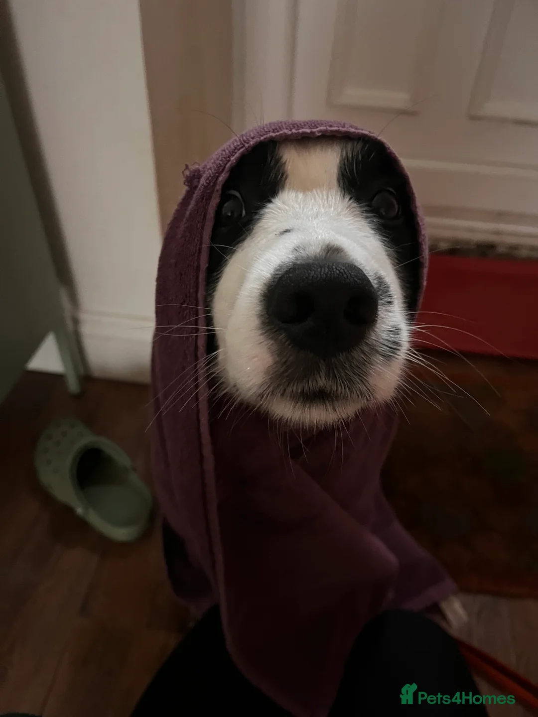 Sprollie dogs for sale: Wilson the Sprollie in Abergavenny - Advert 2