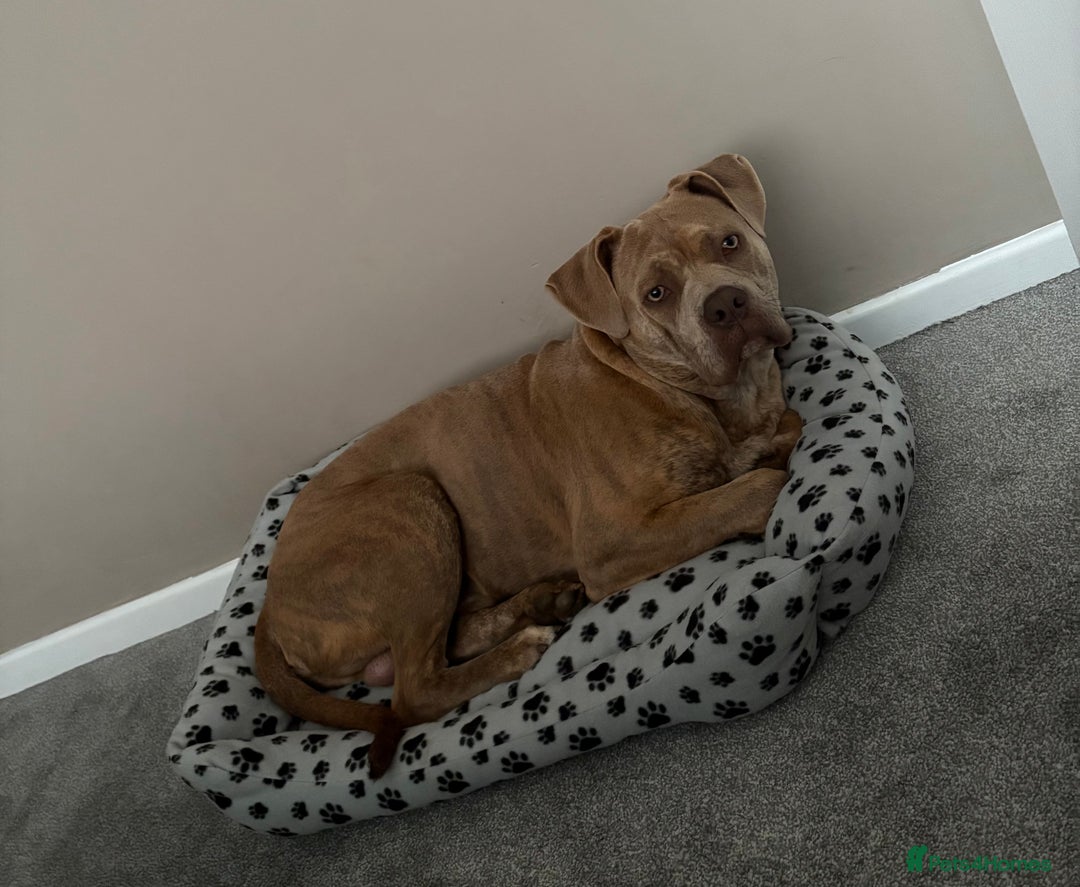 Mixed Breed dogs for sale: StaffyxPocket Bully Needs Re-Home - Advert 4