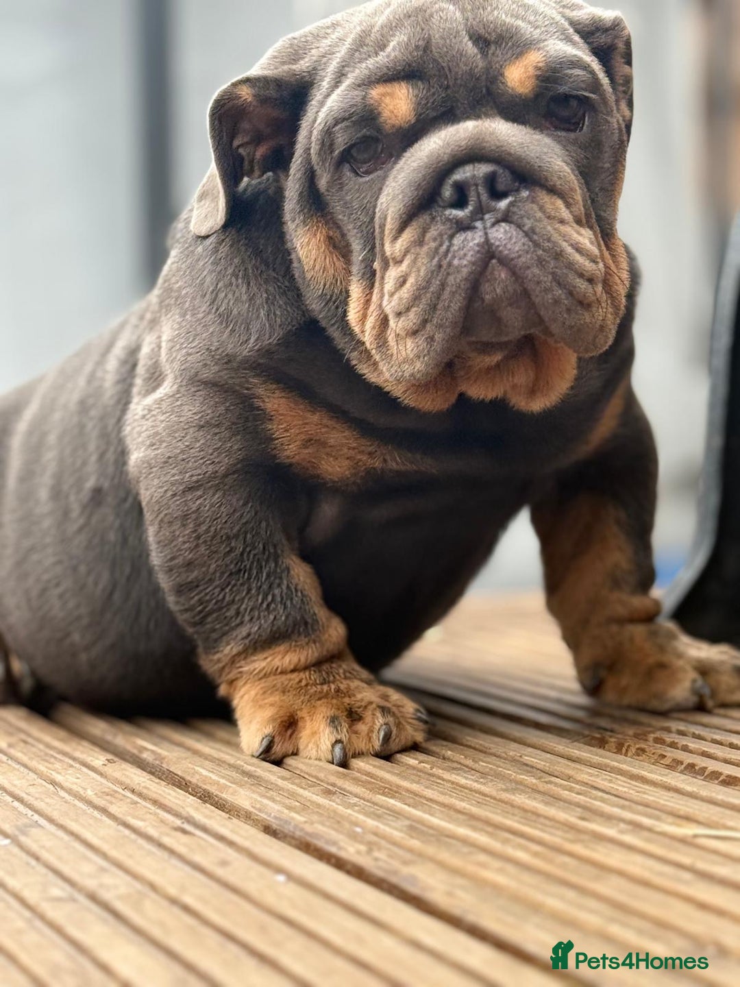 English Bulldog dogs for sale: World class bulldogs  - Image 8