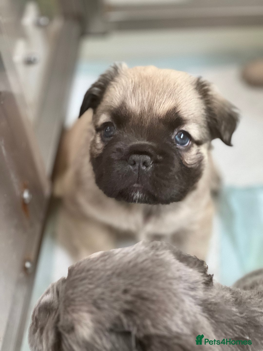 French Bulldog dogs for sale: Champion line fluffy kc French bulldog top quality - Image 1