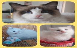 Ragdoll cats for sale: RAGDOLLS BOYS BLUE EYES VACCINATED MICROCHIPED  - Image 3