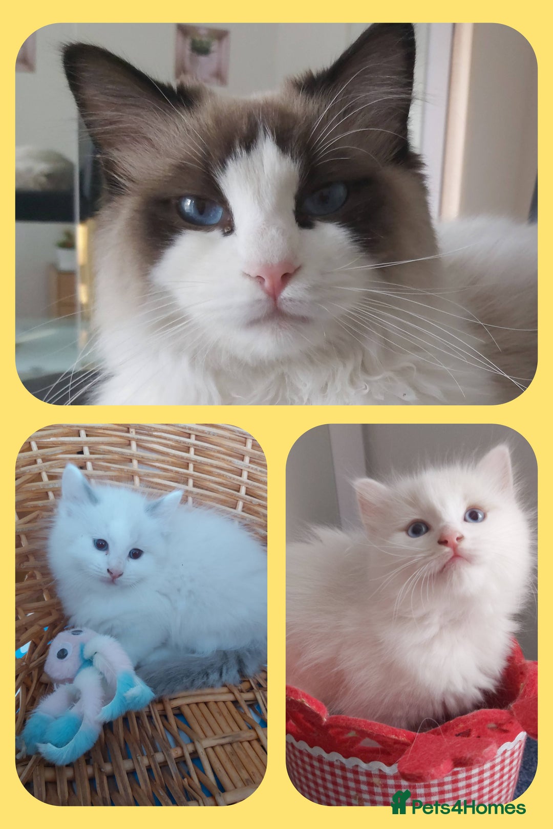 Ragdoll cats for sale: RAGDOLLS BOYS BLUE EYES VACCINATED MICROCHIPED  - Image 3