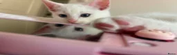 Mixed Breed cats for sale: Ragdoll x White Russian Kitten Male 9 weeks  - Advert 3
