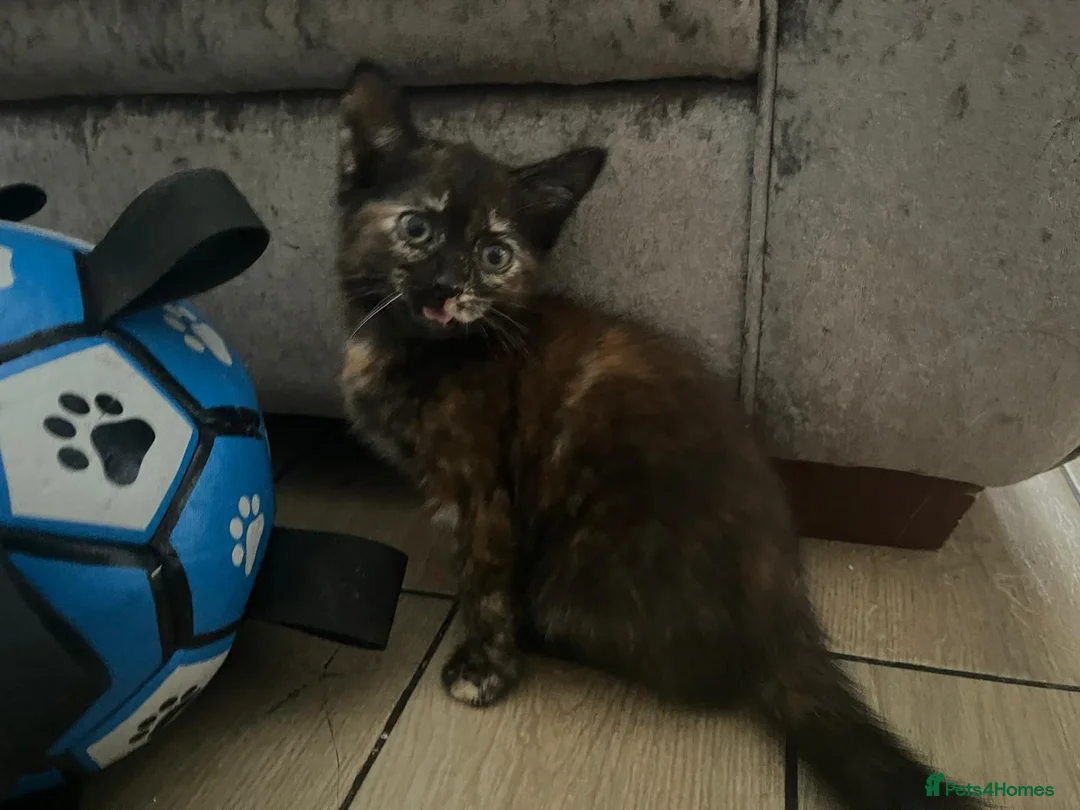 Mixed Breed cats for sale: Beautiful kittens ready for a new home - Advert 2