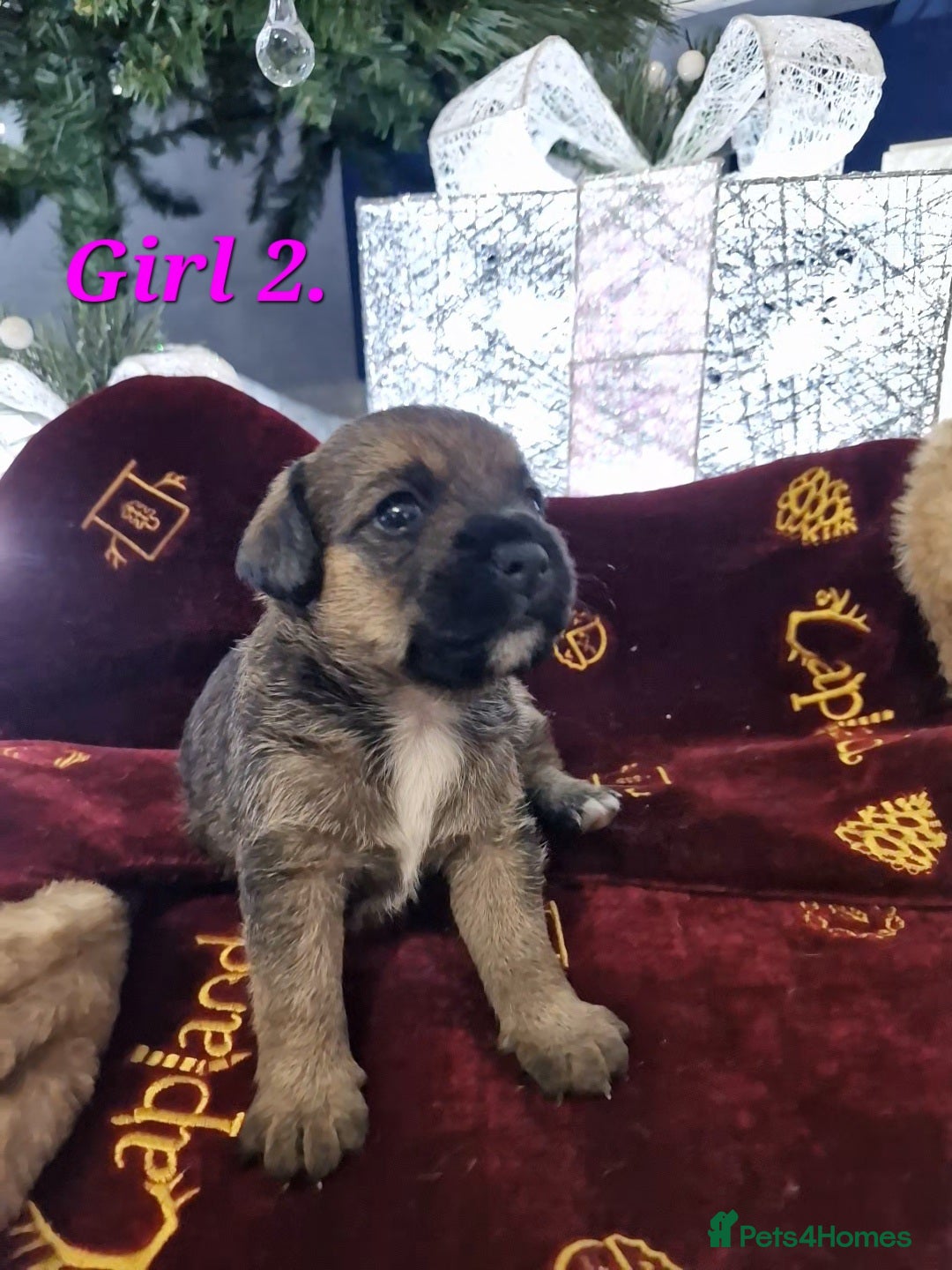 Mixed Breed dogs for sale: Border Jack Puppies. - Advert 9