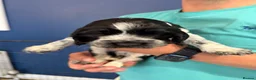 Cocker Spaniel dogs for sale: Beautiful blue roan cocker spaniel show puppies  - Advert 13