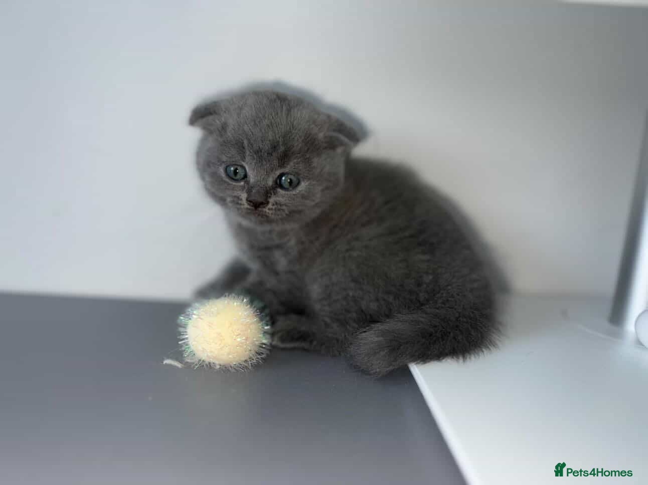 Scottish Fold cats LAST BOY LEFT🥰🥰 - Advert 1