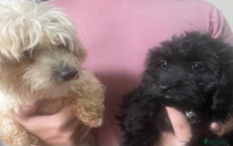 Maltipoo dogs for sale: Beautiful Maltipoo Girl  - Image 6
