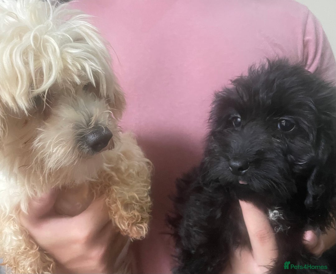 Maltipoo dogs for sale: Beautiful Maltipoo Girl  - Image 6