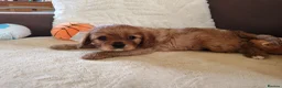 Cavalier King Charles Spaniel dogs for sale: Kc Beautiful puppies for sale. - Advert 11