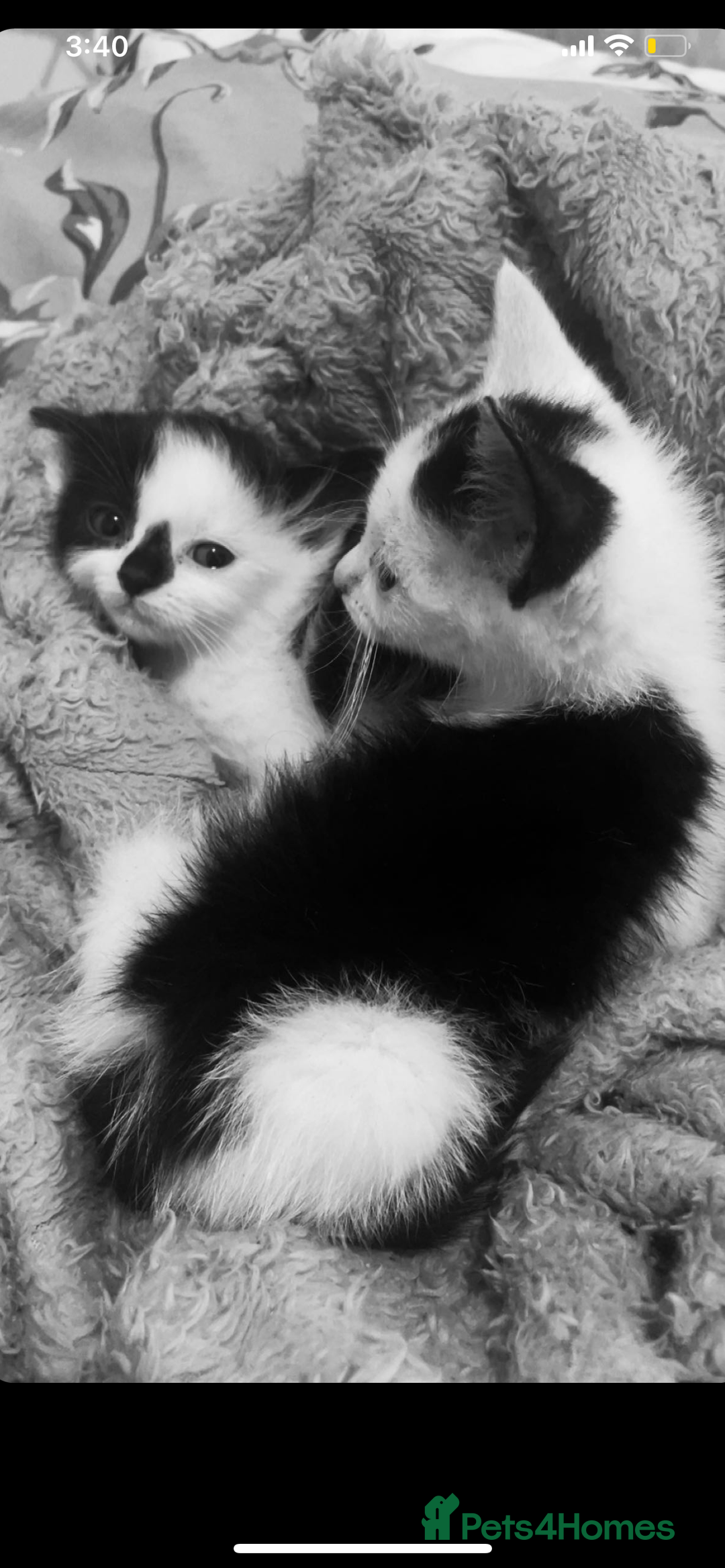 Mixed Breed cats for sale: kittens for sale - Image 2