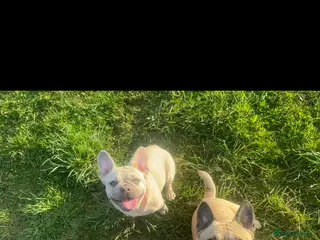 Mixed Breed dogs Frenchie dog - Advert 3