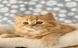 British Longhair cats for sale: Champion line kittens with excellent pedigrees - Image 6