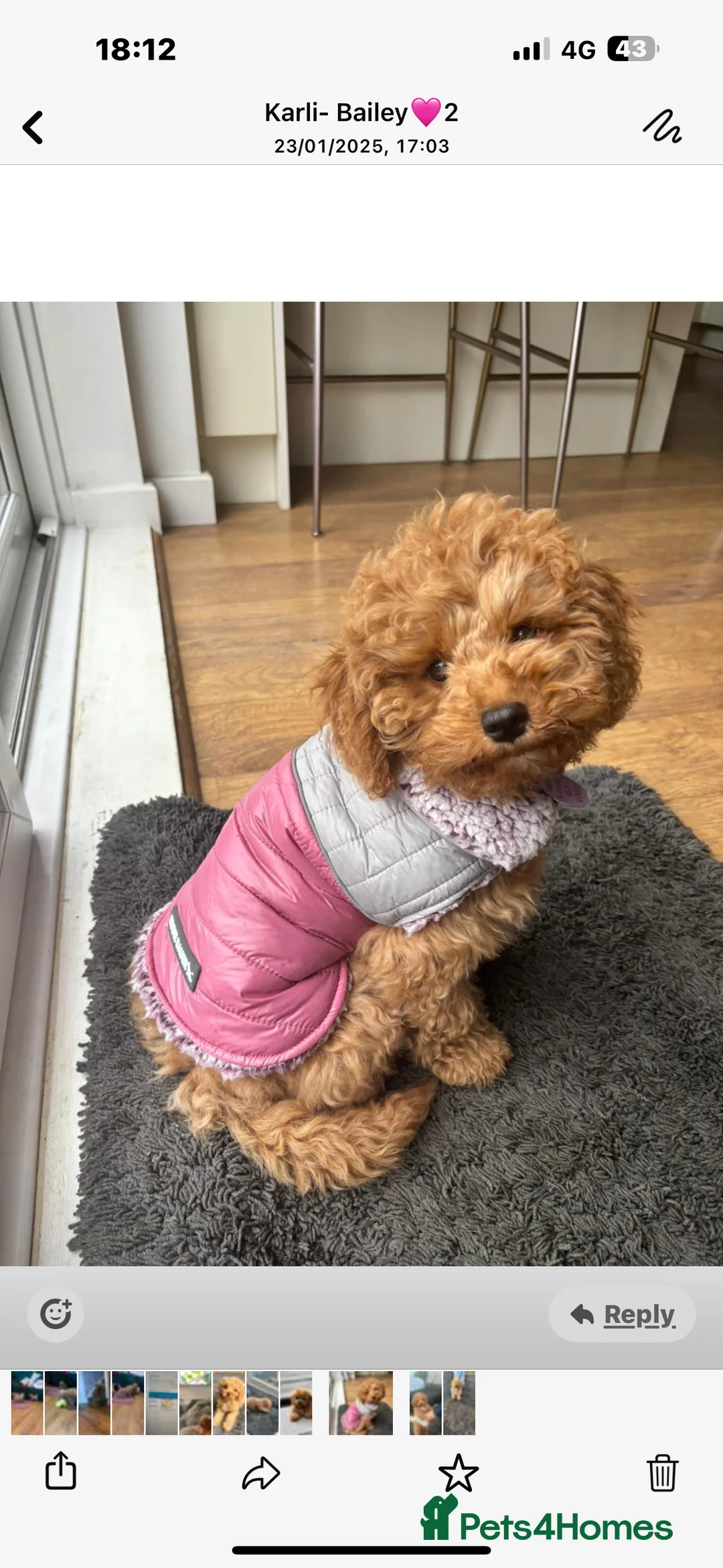 Cavapoo dogs for stud:  Fully healthy tested Proven F1 Cavapoo Stud Dog in Droitwich - Advert 20