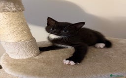 Mixed Breed cats for sale: Four Black and white kittens  - Image 6