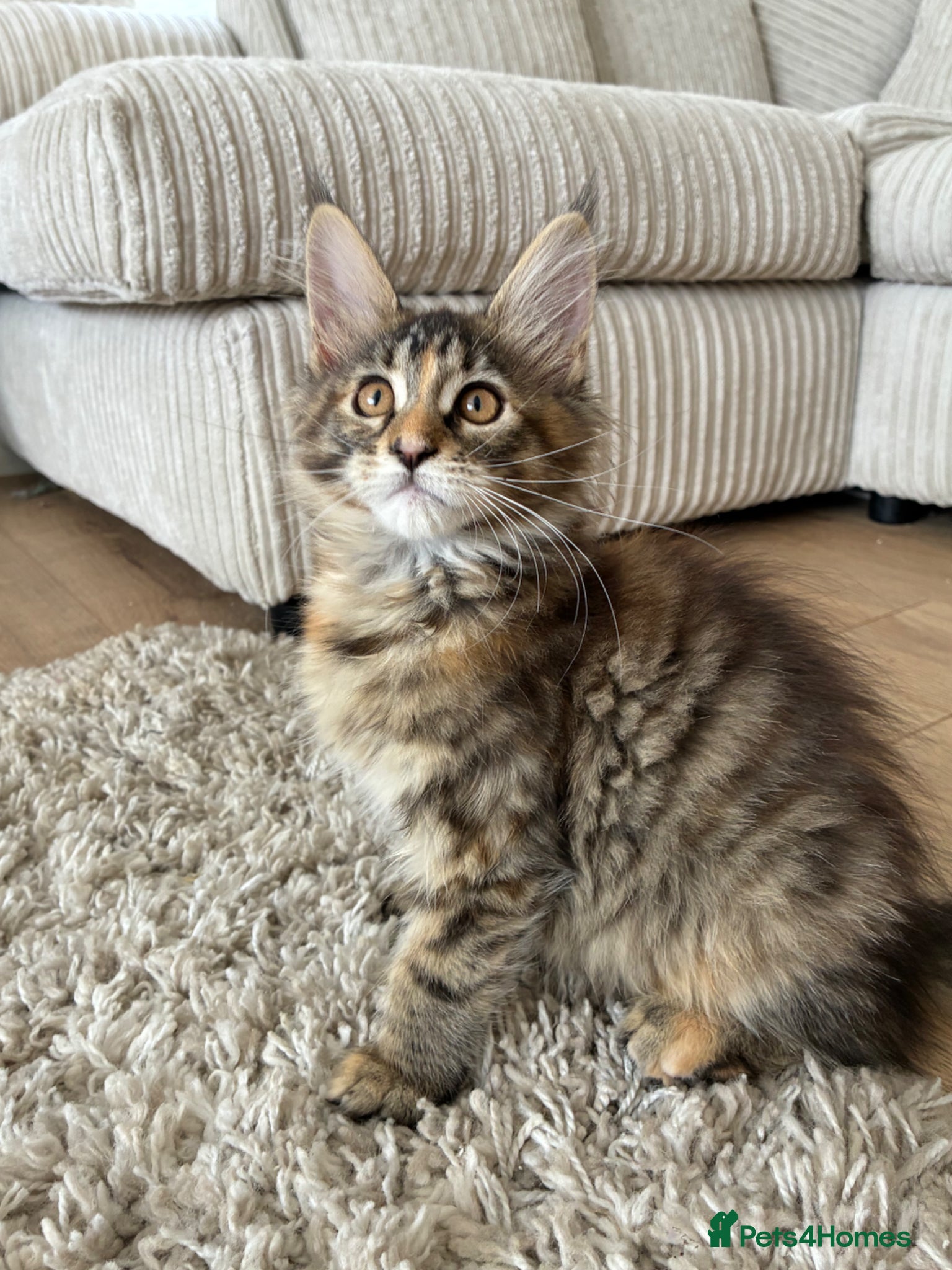 Maine Coon cats Maine coon kittens  - Advert 13