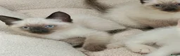 Siamese cats for sale: Beautiful Siamese x Ragdoll Kittens - Advert 3