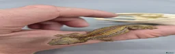 Gecko reptiles for sale: Red and orange striped gargoyle gecko  - Advert 5