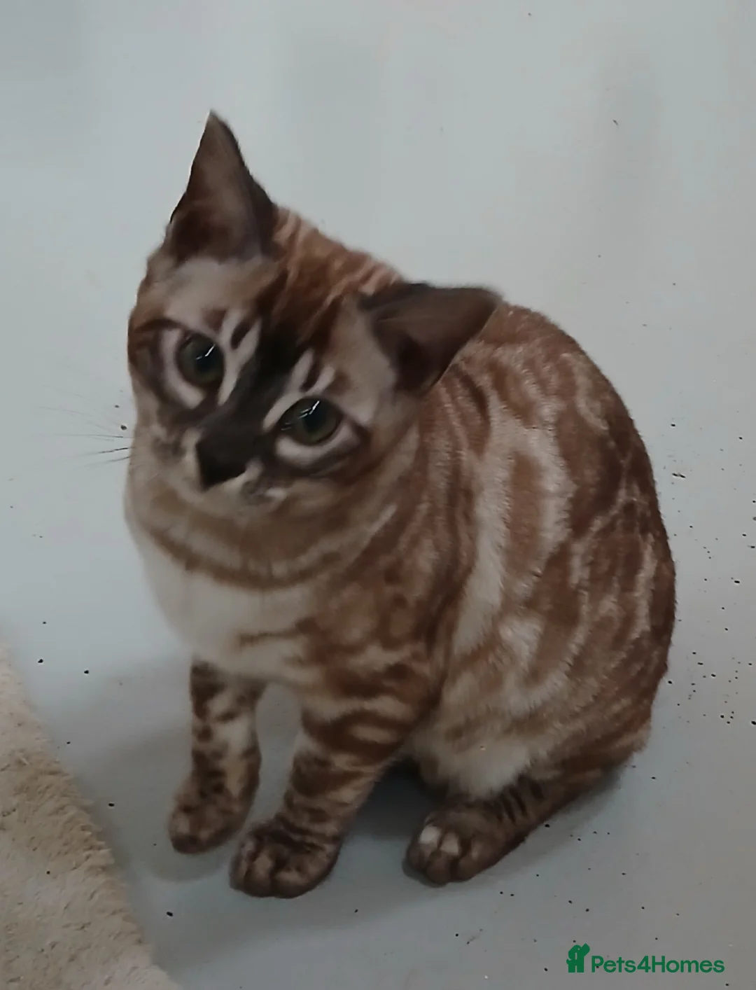 Bengal cats for sale: Stunning Bengal kittens - Advert 6