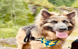 German Shepherd dogs for sale: Sweet German Shepherd Looking for Home - Image 1