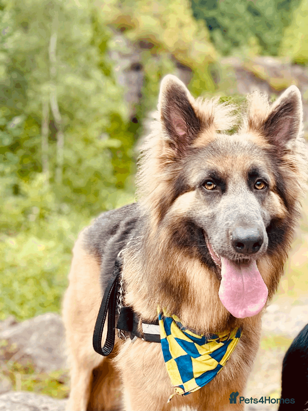 German Shepherd dogs for sale: Sweet German Shepherd Looking for Home - Image 1