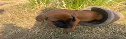 Rhodesian Ridgeback dogs for sale: Rhodesian Ridgebacks Ready to go - Advert 4