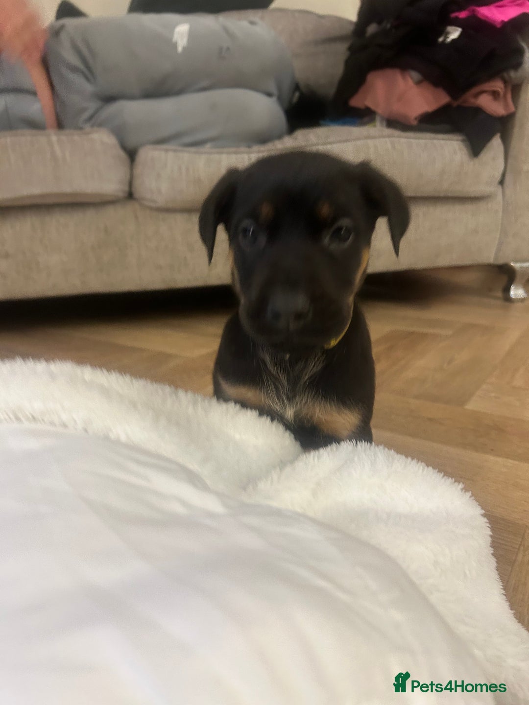 Mixed Breed dogs for sale: Doberman x cane corso  - Advert 21