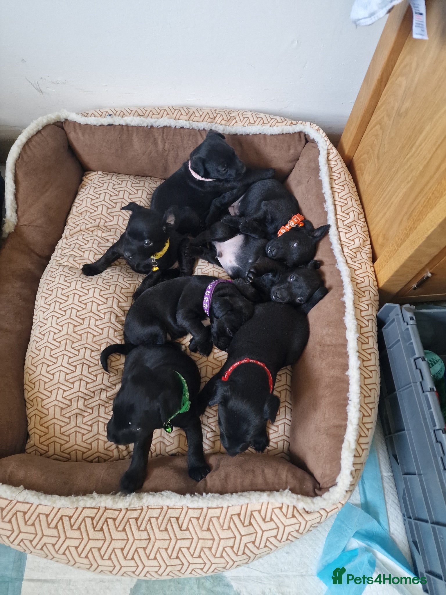 Patterdale Terrier dogs Working Patty Pups - Advert 3