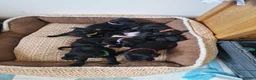 Patterdale Terrier dogs for sale: 1 left - Working Patty Pup - Advert 9