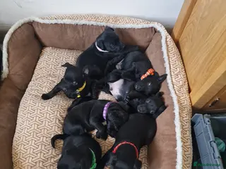 Patterdale Terrier dogs Working Patty Pups - Advert 3