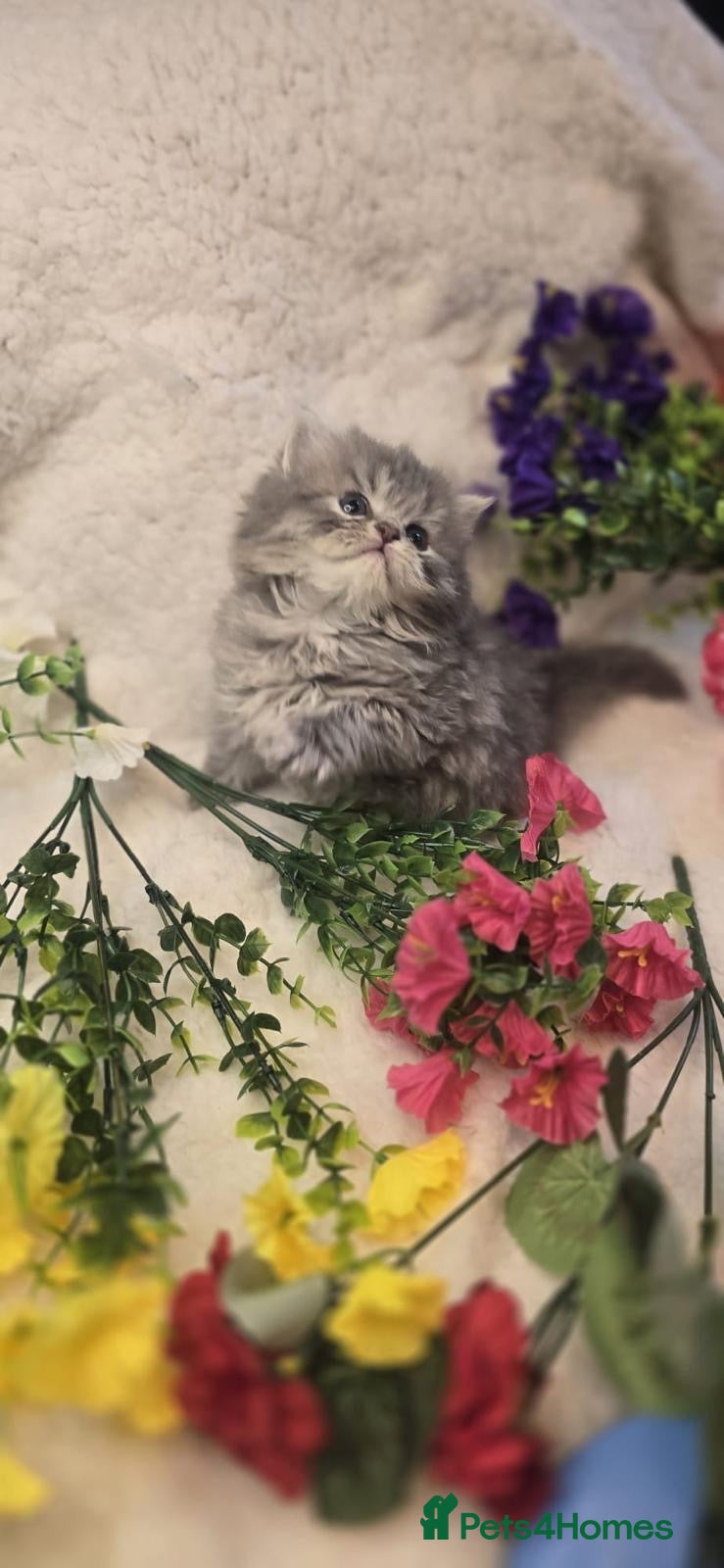 Persian cats Beautiful Persian babies - Advert 3
