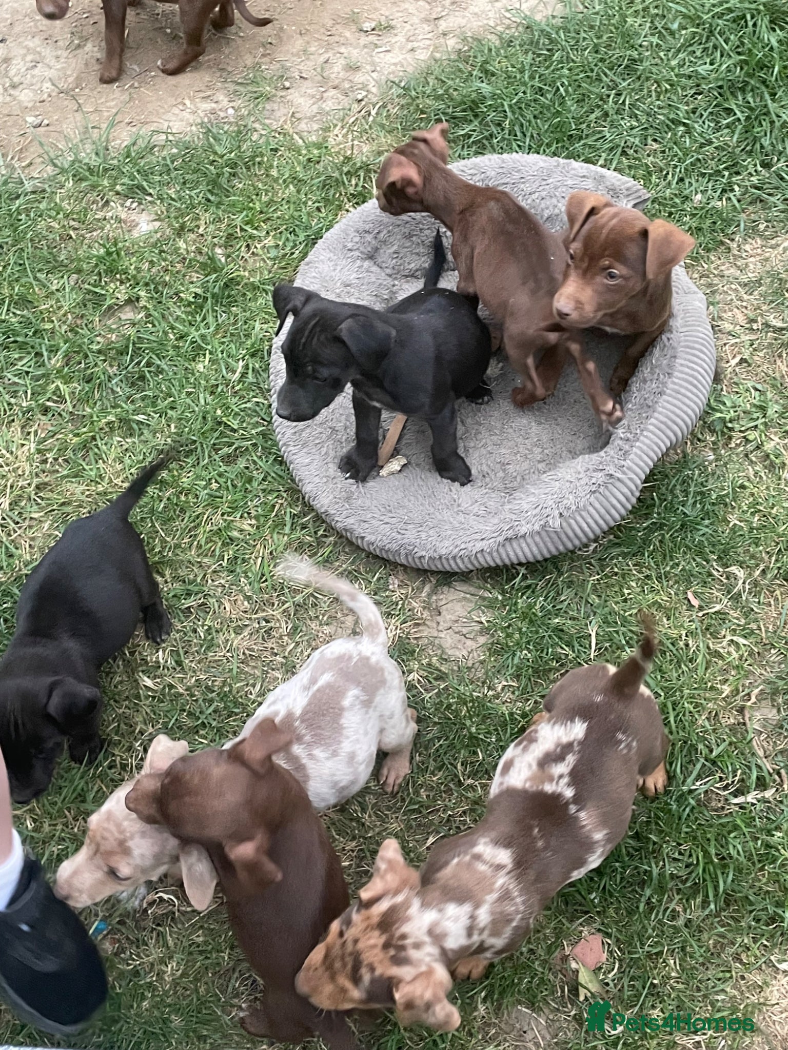 Jack Russell dogs for sale: Jack Russell puppy’s ready for their forever home  - Advert 1