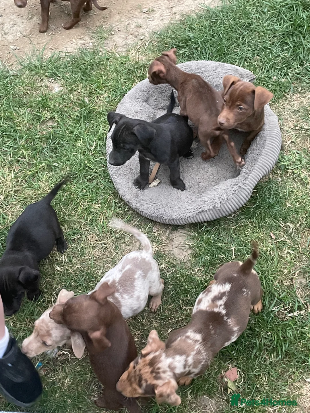 Jack Russell dogs for sale: Jack Russell puppy’s ready for their forever home  - Advert 1