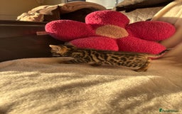 Bengal cats for sale: True to type bengal kittens - Advert 6