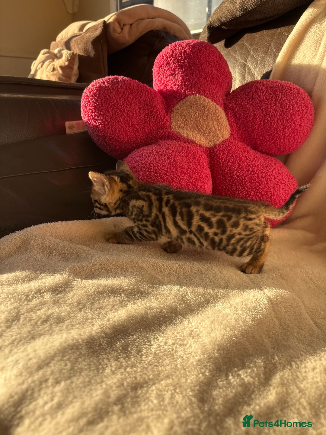 Bengal cats for sale: True to type bengal kittens - Advert 6