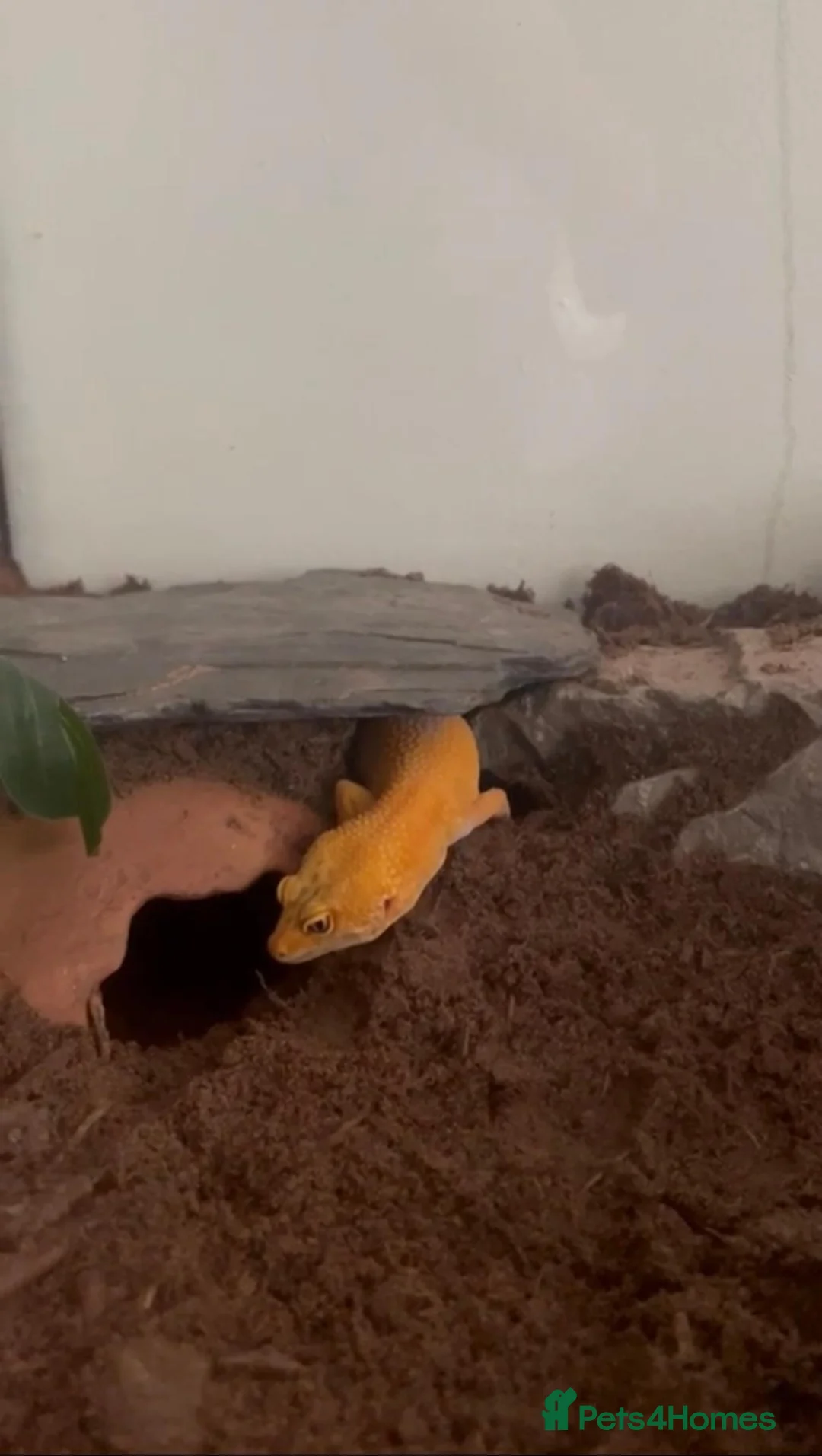 Leopard Gecko reptiles for sale: Looking for an Experienced Forever Home in Ipswich - Advert 3
