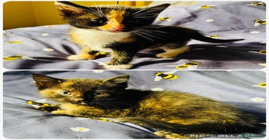 European cats - Advert 4