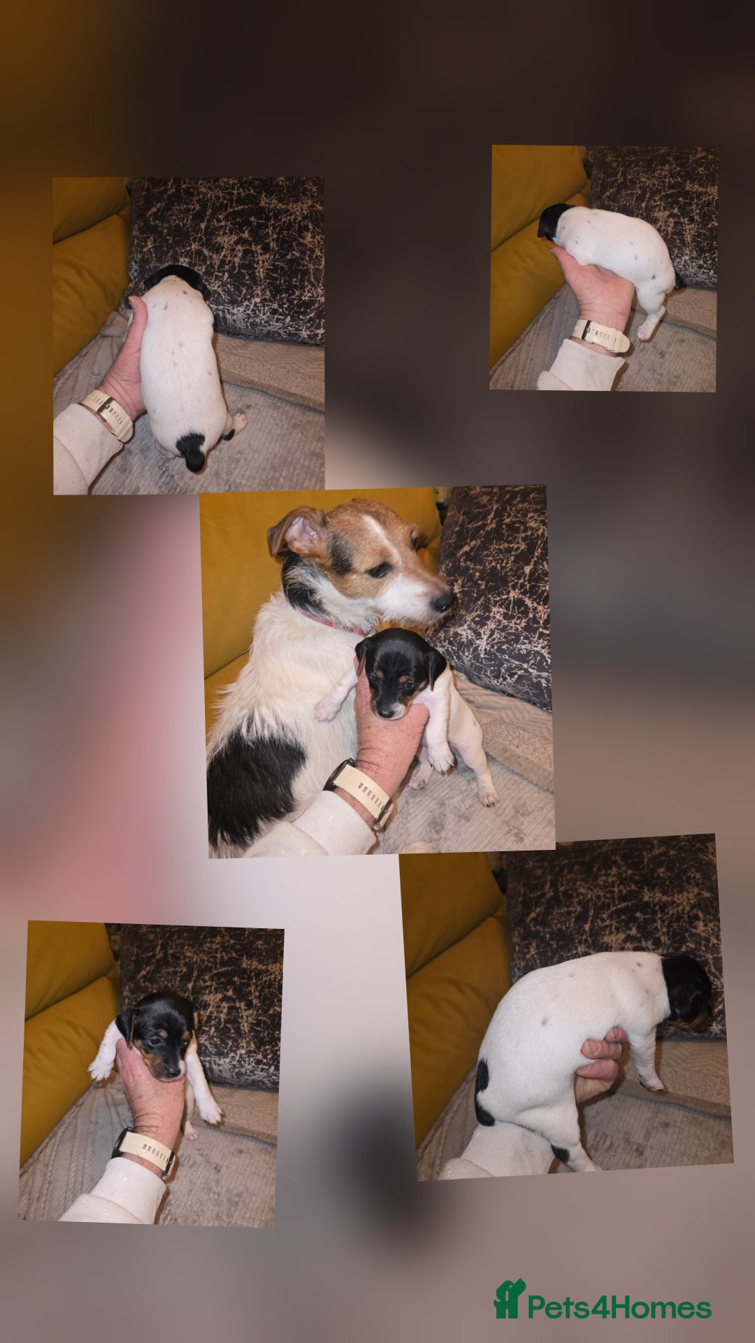 Jack Russell dogs for sale: Jack Russell puppies tri colour  - Advert 22
