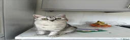 British Shorthair cats for sale: British Shorthair Kittens For sale - Advert 7