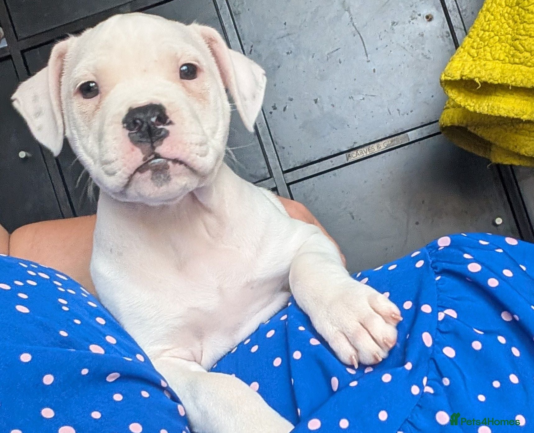 American Bulldog dogs Female American bulldog puppy - Advert 2