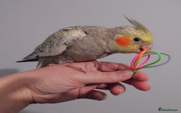 Cockatiels birds for sale: Hand reared silly tame DNA sexed baby cockatiels  - Image 39
