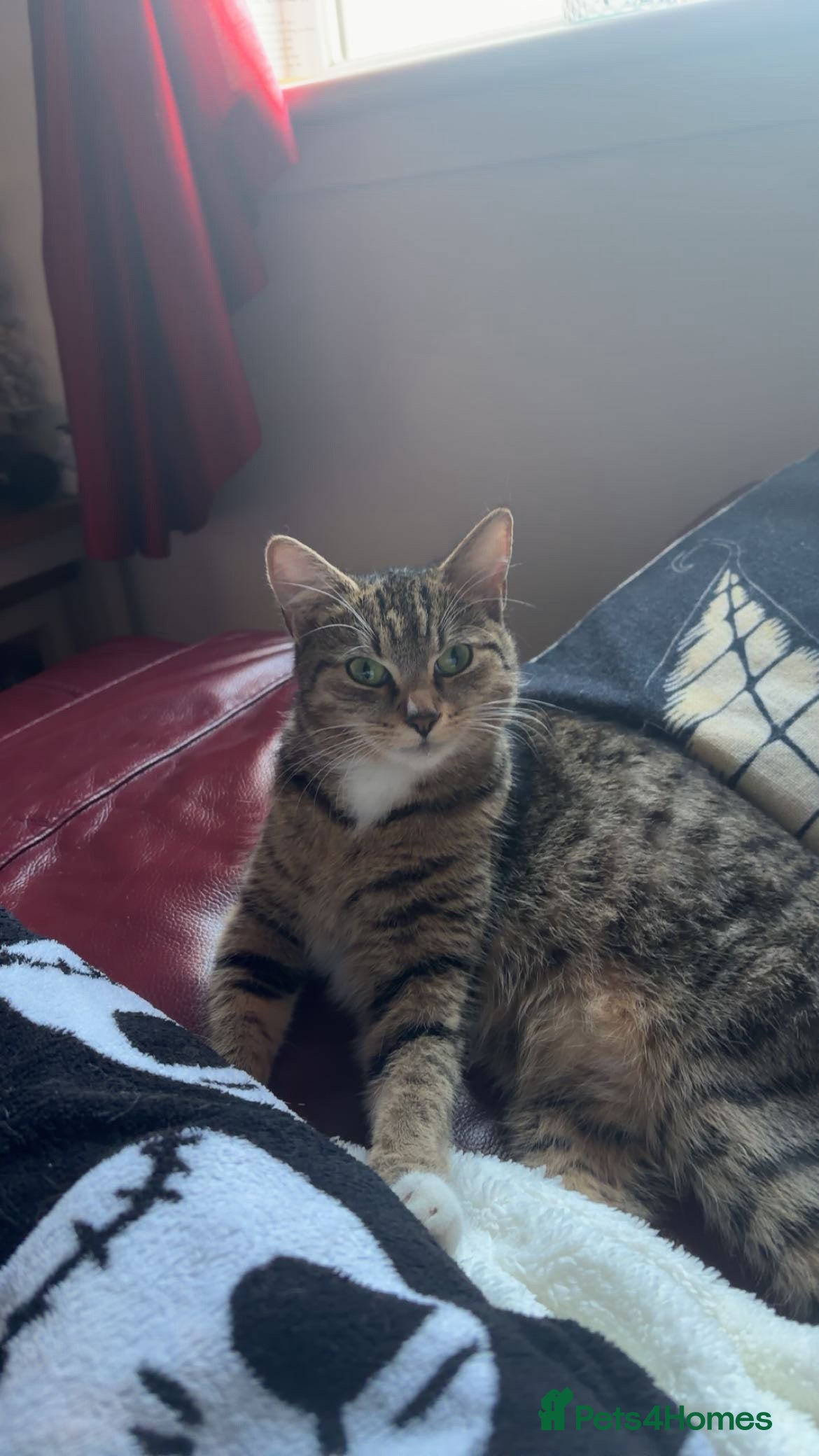 Mixed Breed cats 5 kittens needing loving home  - Advert 2