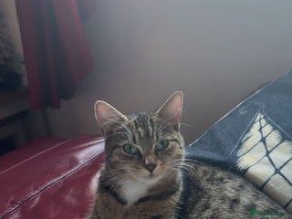 Mixed Breed cats 5 kittens needing loving home - Advert 2