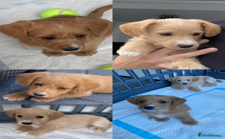Jackapoo dogs - Advert 1