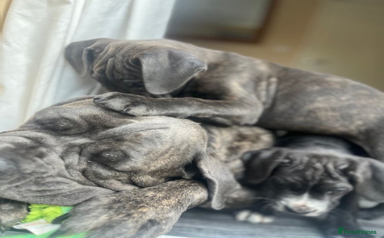 Cane Corso dogs - Advert 1