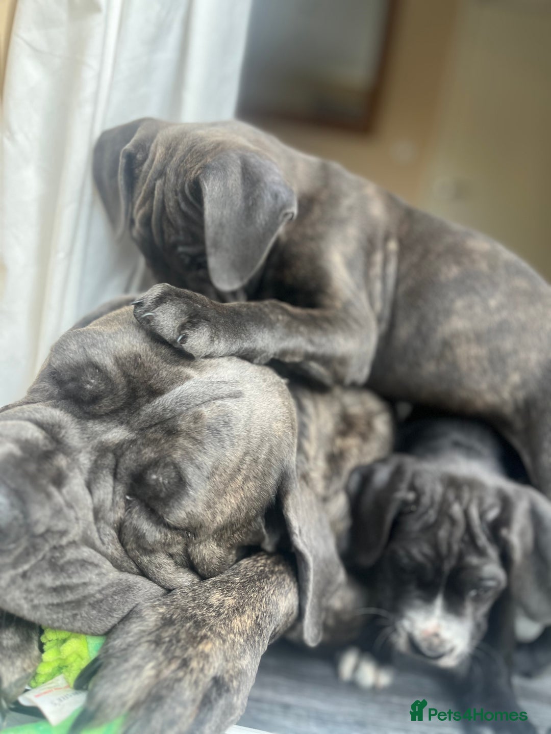 Cane Corso dogs for sale: Purebred Cane Corso puppies  - Image 1