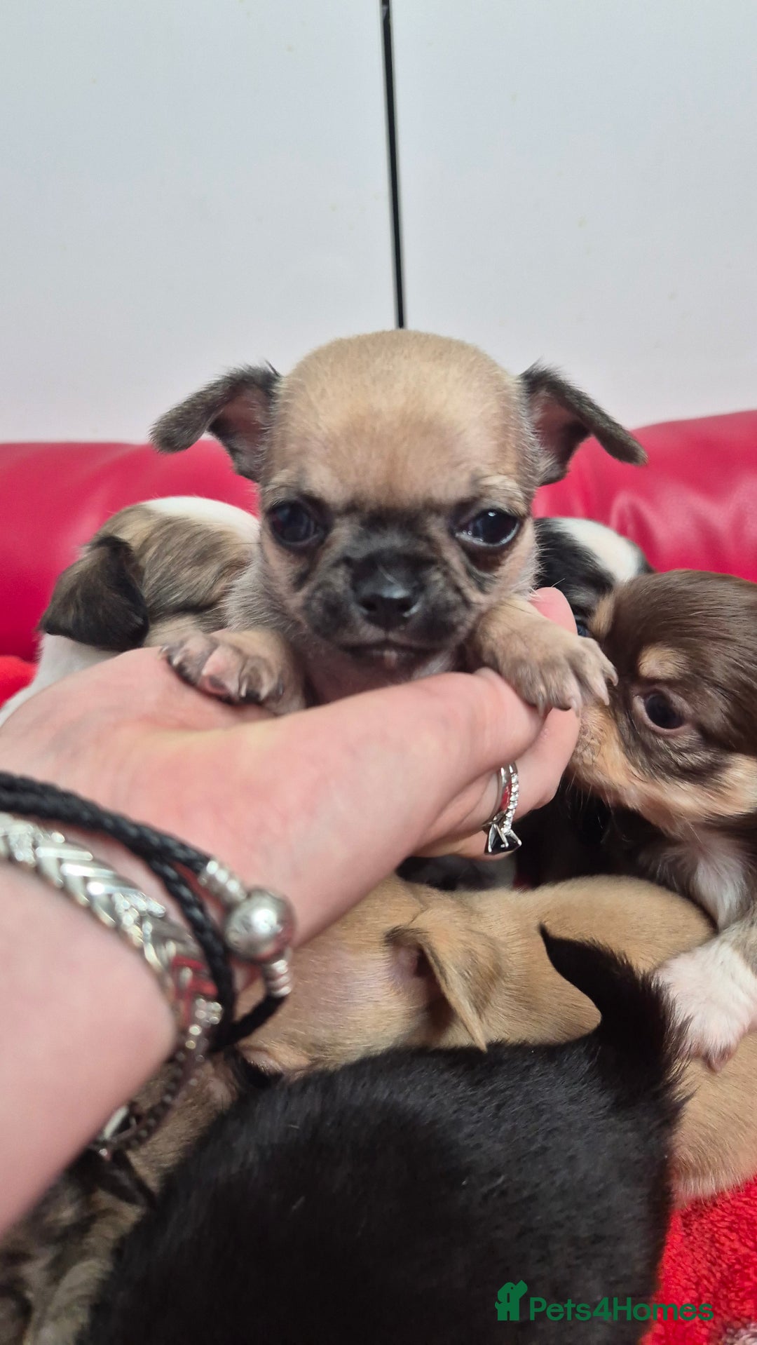 Chihuahua dogs for sale: KC registered Chihuahua puppies  - Advert 12